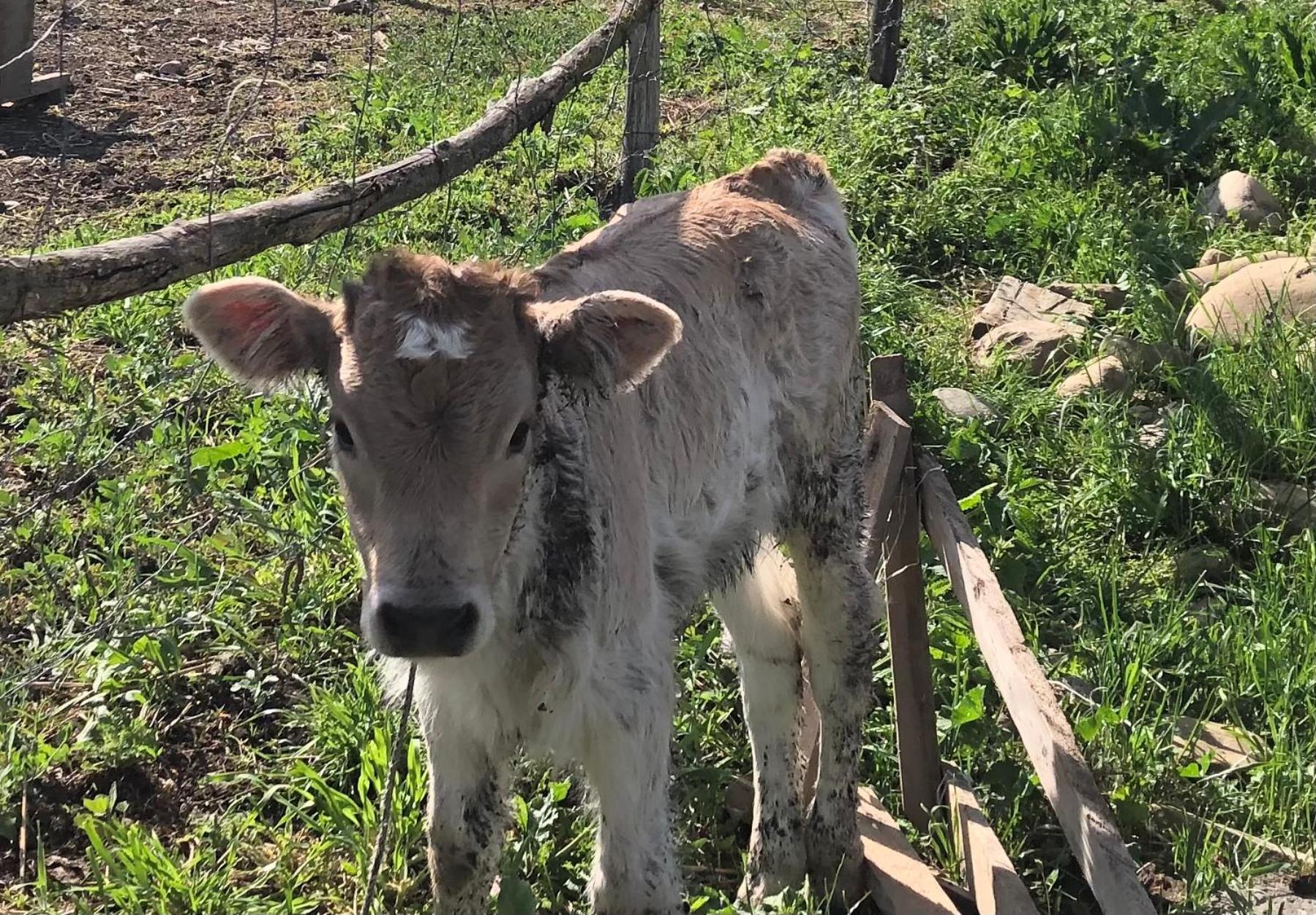 Elizbar Talakvadze Winery Villa Kardanakhi Kültér fotó
